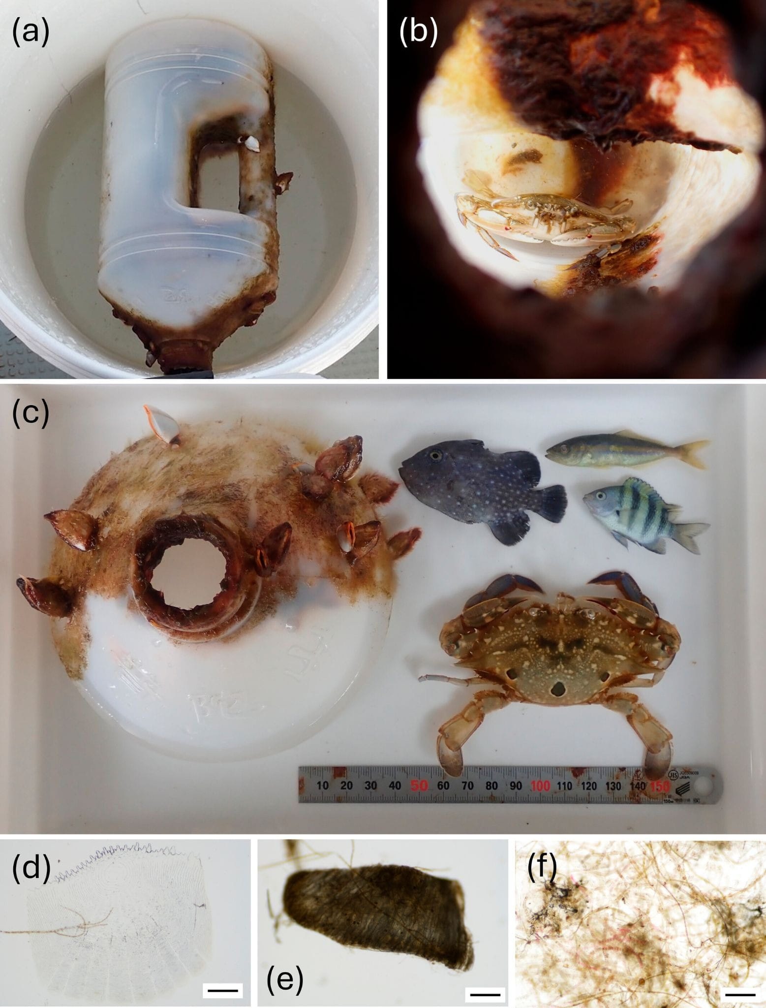 Crab Odyssey: Crustacean Wandered the Seas in a Bottle for Months, Scientists Find