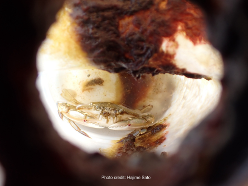 Crab Odyssey: Crustacean Wandered the Seas in a Bottle for Months, Scientists Find