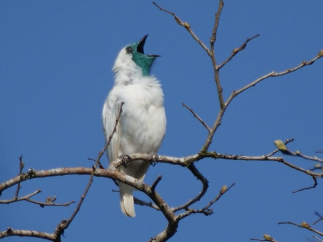 Two New Birds Louder Than Jackhammers Just Dropped