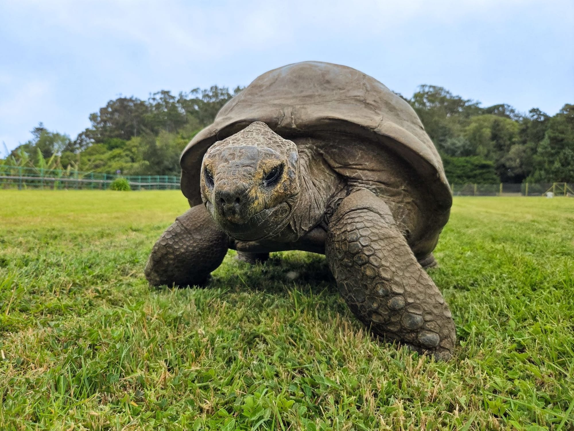 ‘Jonathan’ Is the Oldest Land Animal on Earth. He Could Hold the Secrets to Defying Death