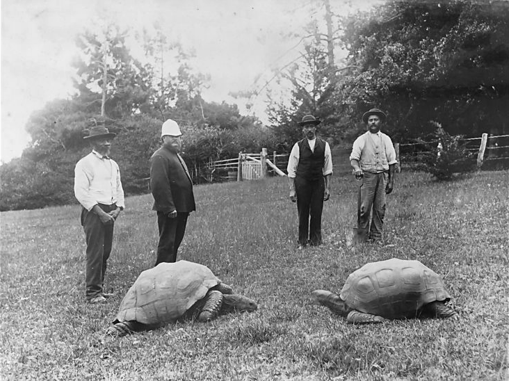 ‘Jonathan’ Is the Oldest Land Animal on Earth. He Could Hold the Secrets to Defying Death