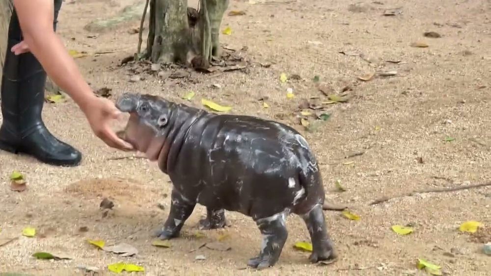 The Lost Isle of Moo-Deng-Sized Hippos
