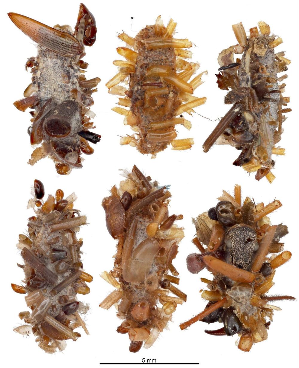 This Sicko Caterpillar Wears the Bones of Its Victims