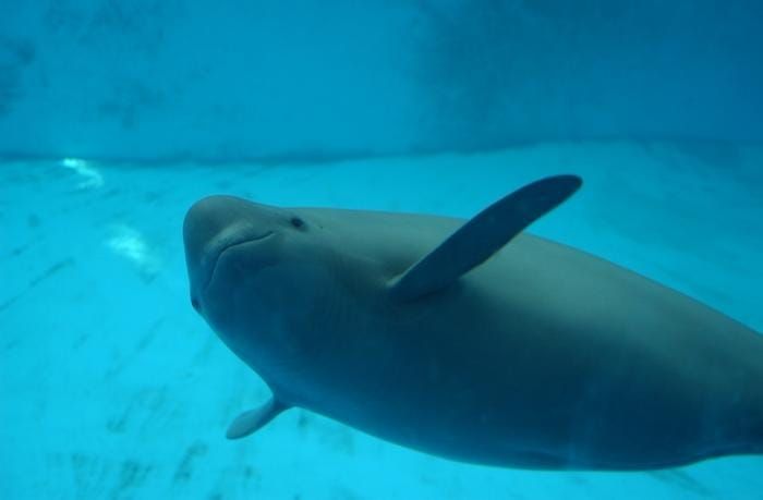 Ancient Poems Record the Decline of a Special Porpoise