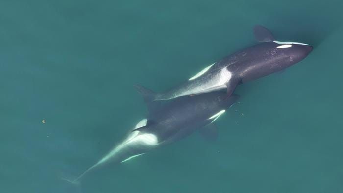 Killer Whales Make Their Own Tools, Scientists Discover