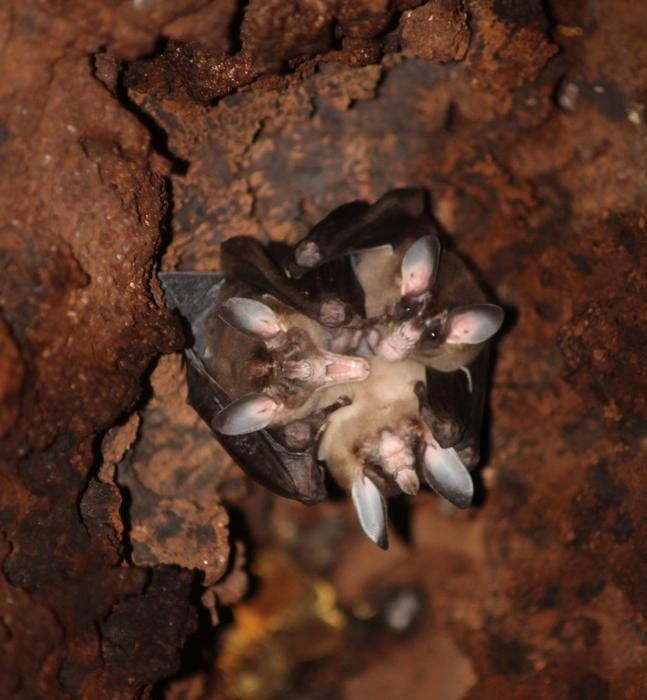 Scientists Discovered Bats Group Hugging and It’s Adorable