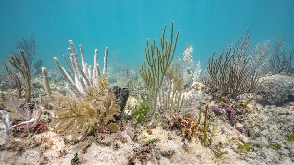 Earth’s Climate Has Passed Its First Irreversible Tipping Point and Entered a ‘New Reality’