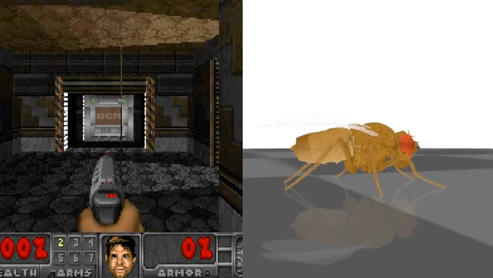 A Digital Fly Brain Has Taken Over the Internet
