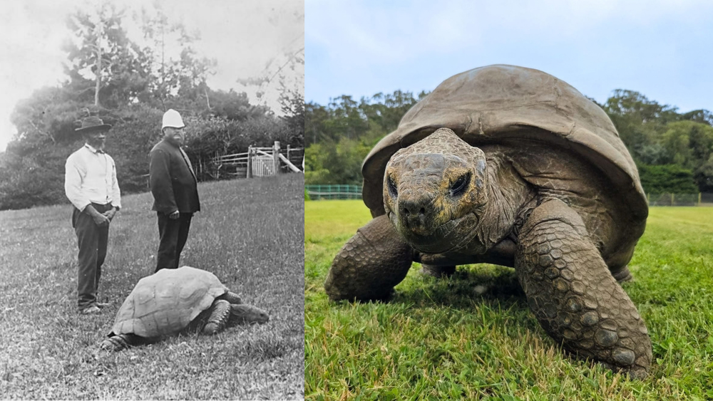 ‘Jonathan’ Is the Oldest Land Animal on Earth. He Could Hold the Secrets to Defying Death