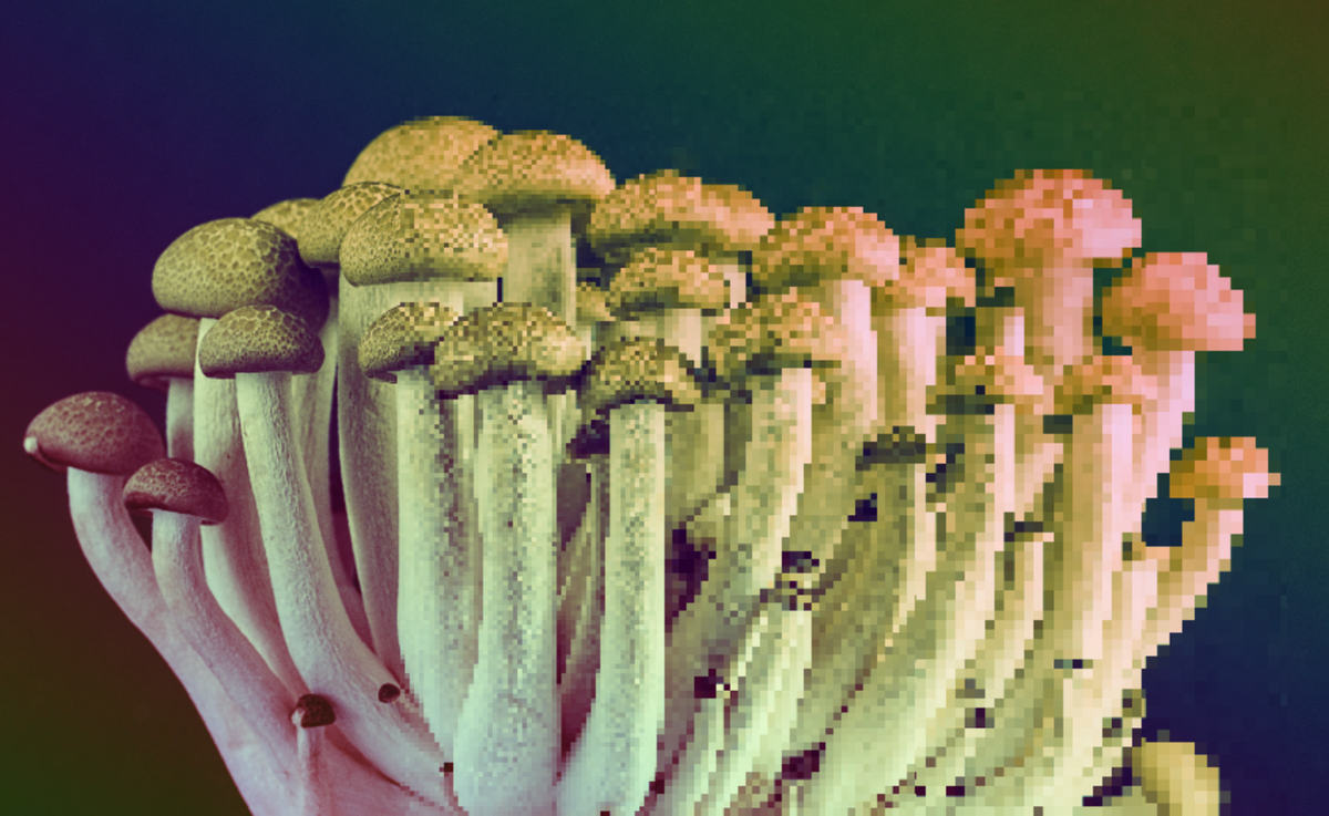 https://www.404media.co/ai-generated-mushroom-foraging-books-amazon/ social preview image