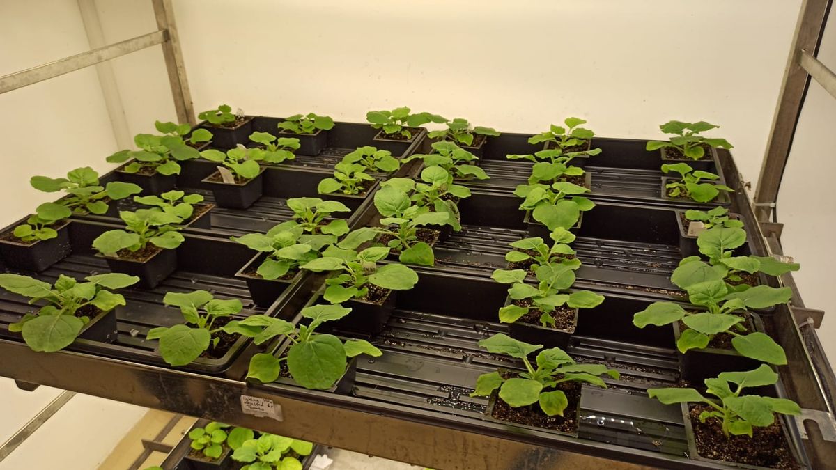 Scientists Create Plant That Produces Ayahuasca, Shrooms, and Toad Psychedelics All At Once