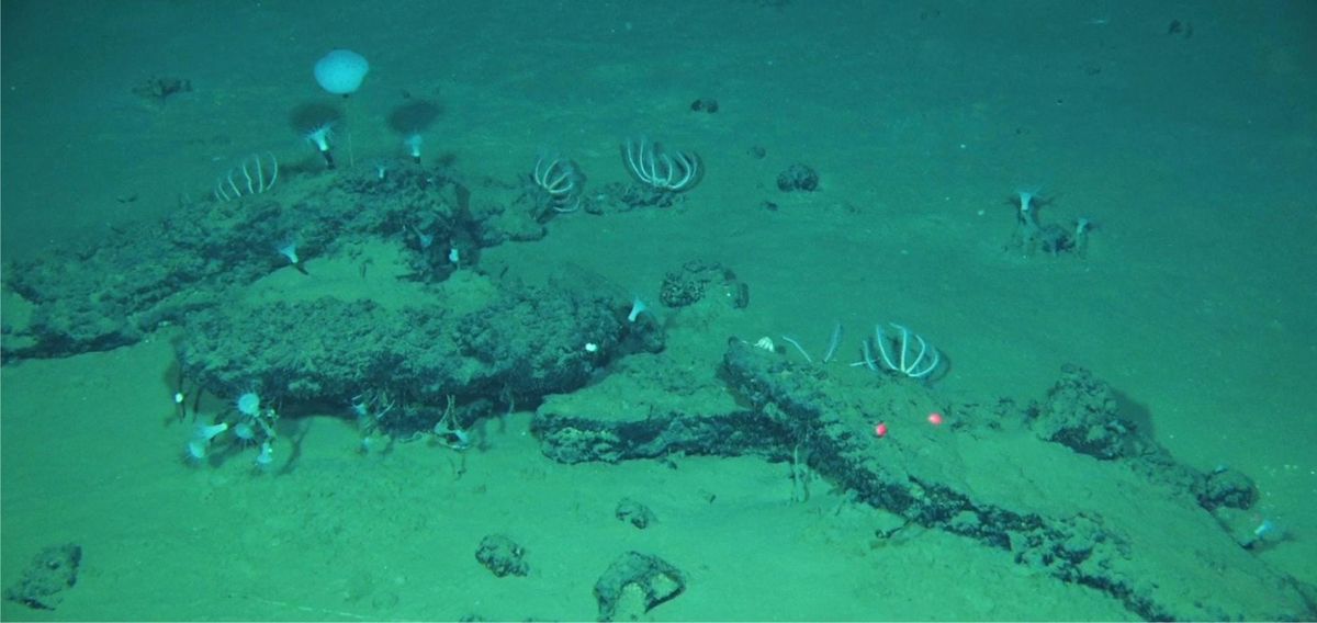 Scientists Discover Vast Ancient ‘Necropolis’ Teeming With Strange New Creatures