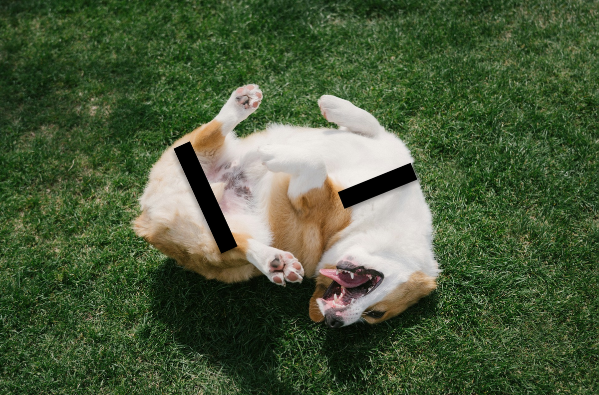 Apple’s iMessage Scanning Flagged a Video of My Friend’s Dog as Nudity