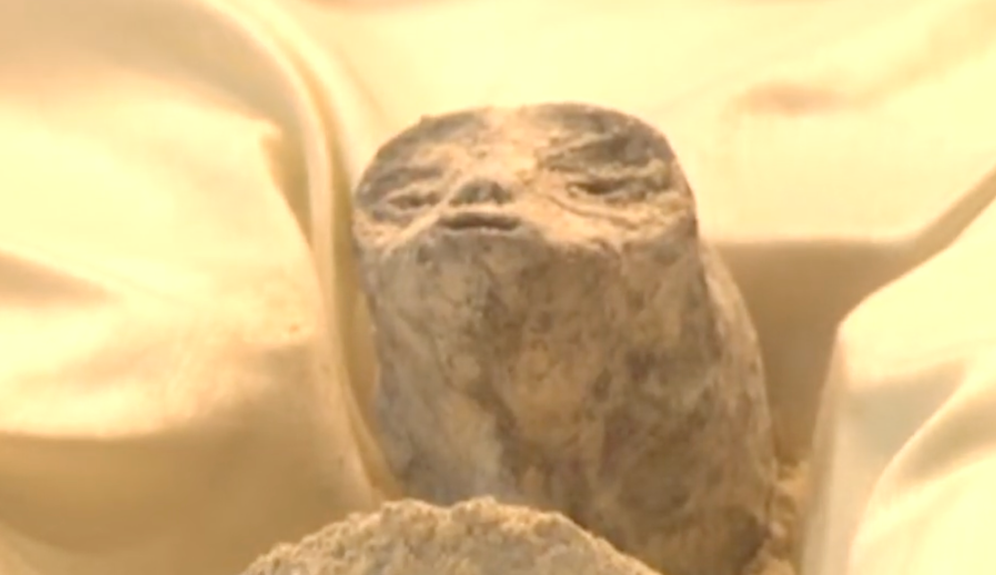 A screengrab of one of the "non-human corpses" shown in Mexican Congress this week.