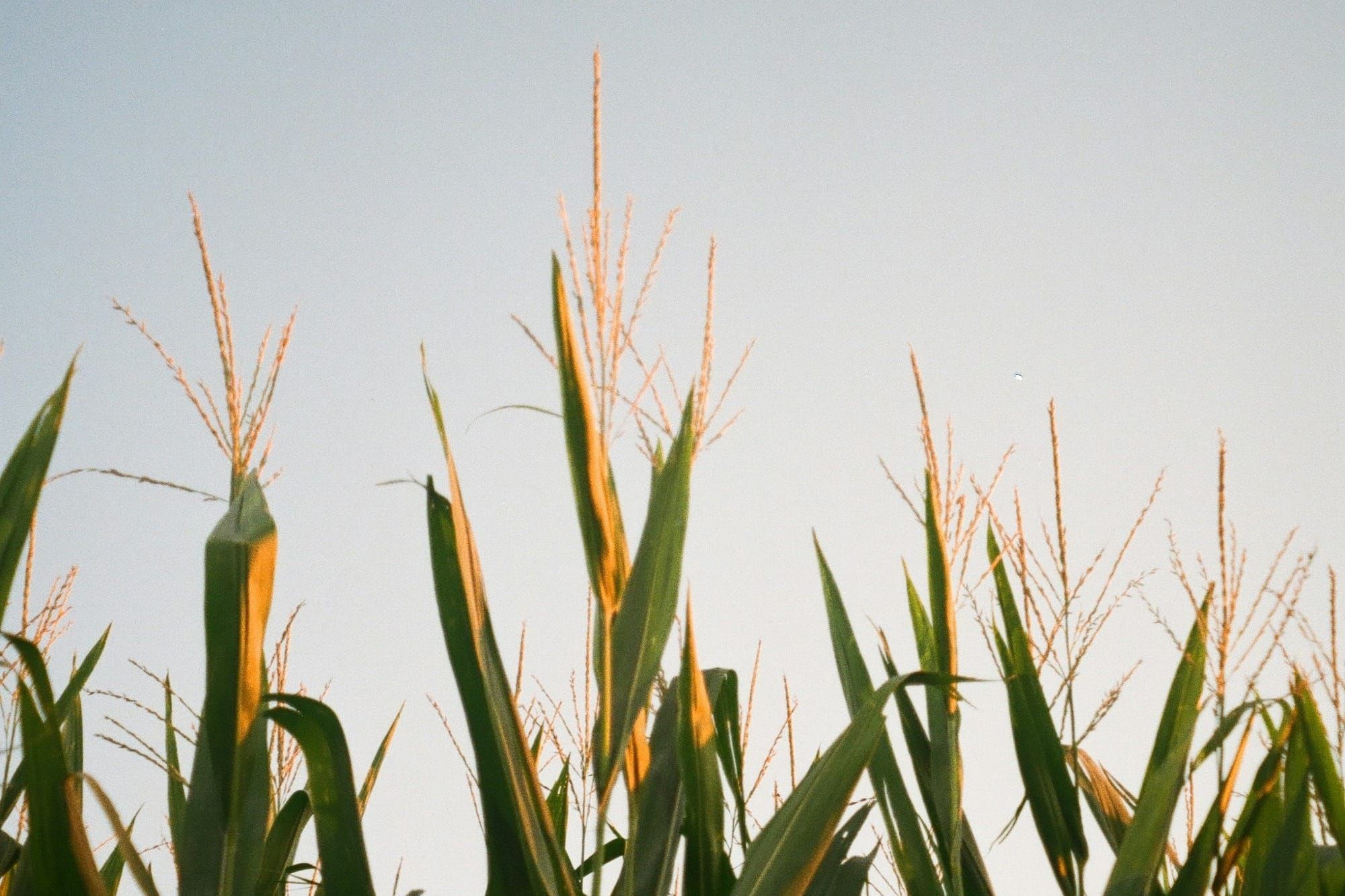 ‘You Will Lose Access To Pornhub:’ Kentucky and Indiana Face a Porn Countdown