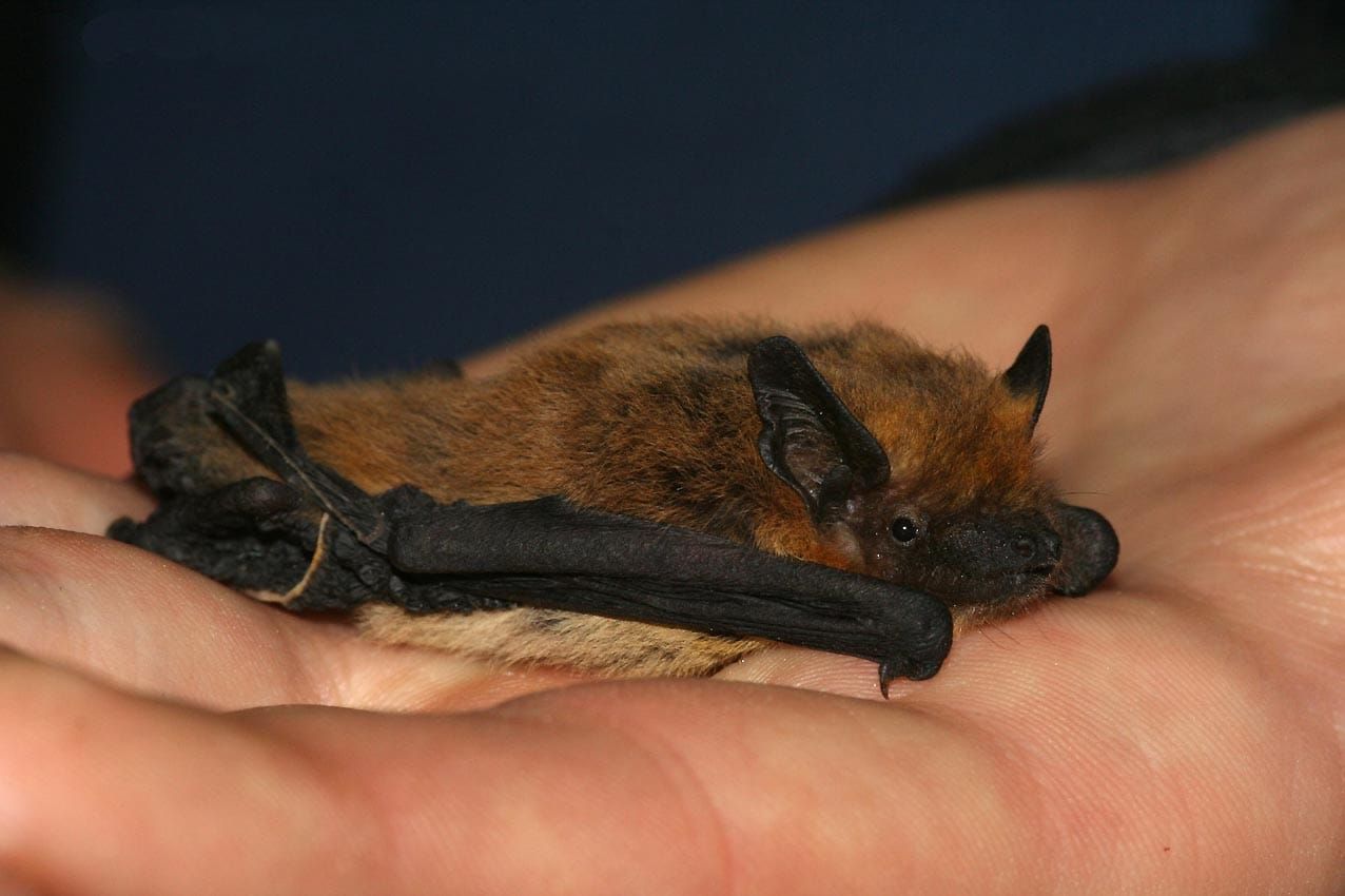 Here Come the Giant Crime Sniffing Rats