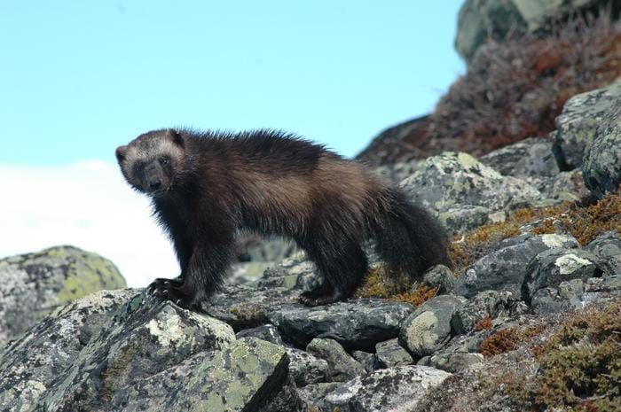 Who Made this Radioactive Saharan Dust Cloud?