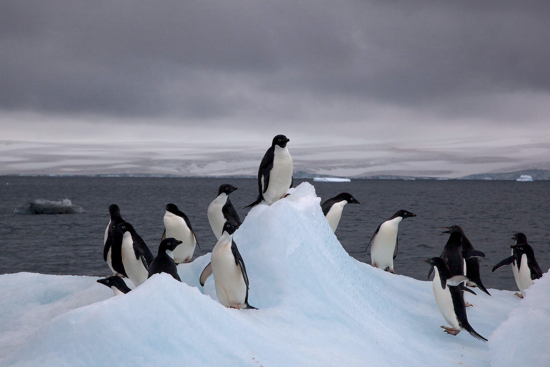 Penguin Poop Helps Antarctica Stay Cool