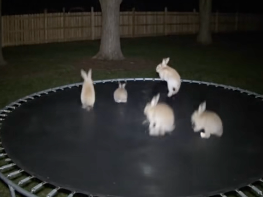 AI Bunnies on Trampoline Causing Crisis of Confidence on TikTok