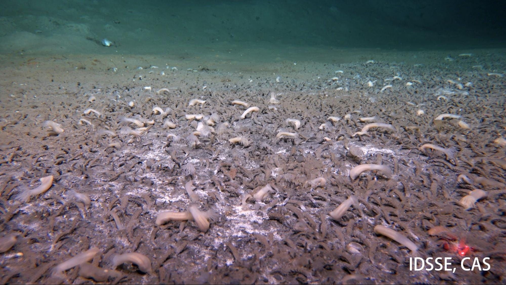 New Deep Sea Creatures ‘Challenge Current Models of Life,’ Scientists Say