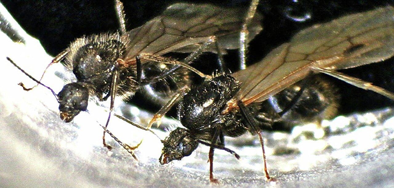 The Biological Rulebook Was Just Rewritten—by Ants