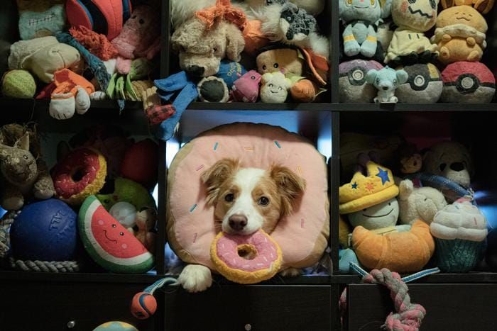 ‘Gifted’ Dogs Learn Human Language, Study Finds