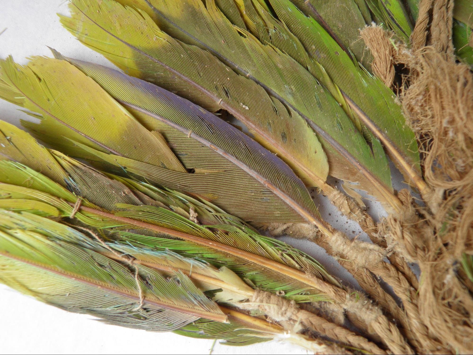 Scientists Discover Vast Ancient Trade Network That Rewrites History with Parrot DNA