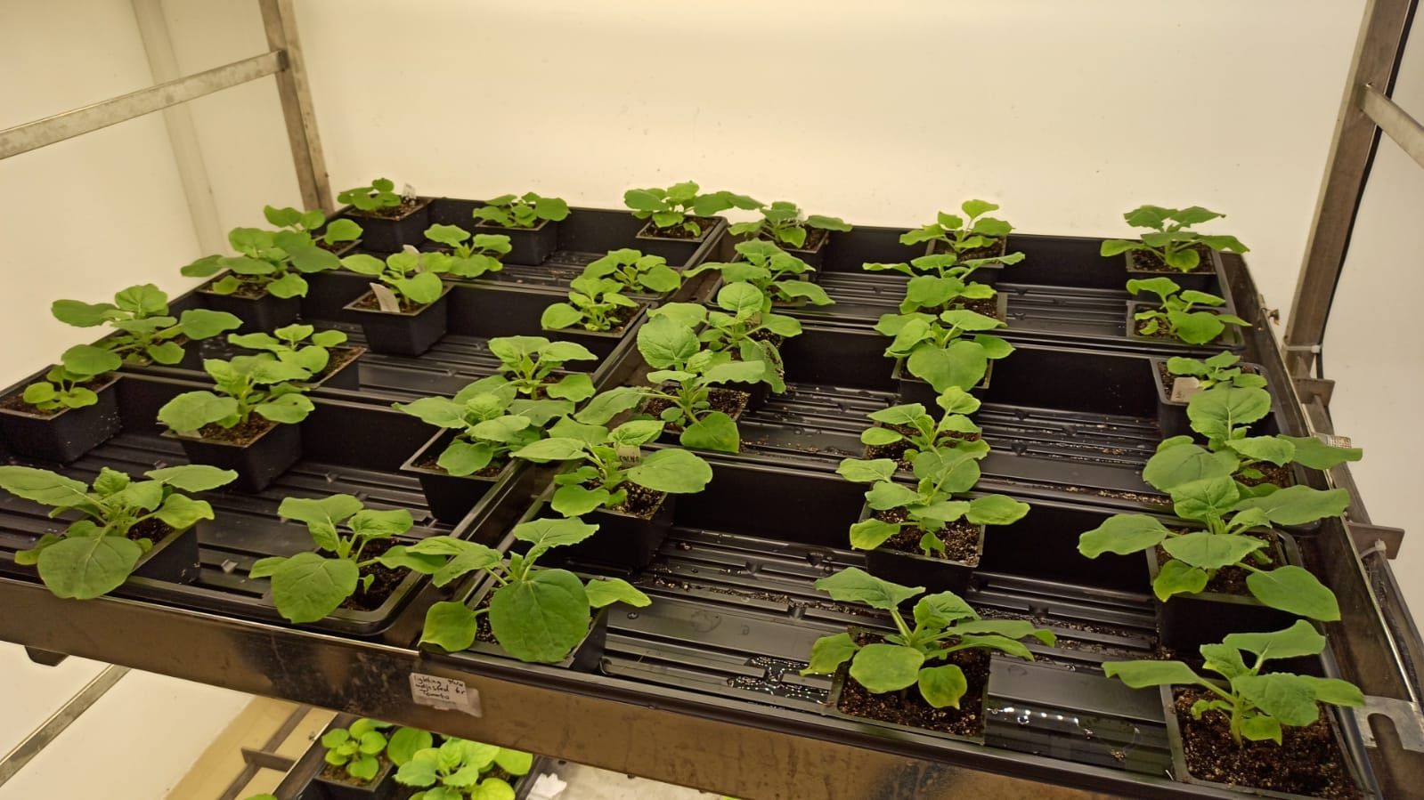 Scientists Create Plant That Produces Ayahuasca, Shrooms, and Toad Psychedelics All At Once