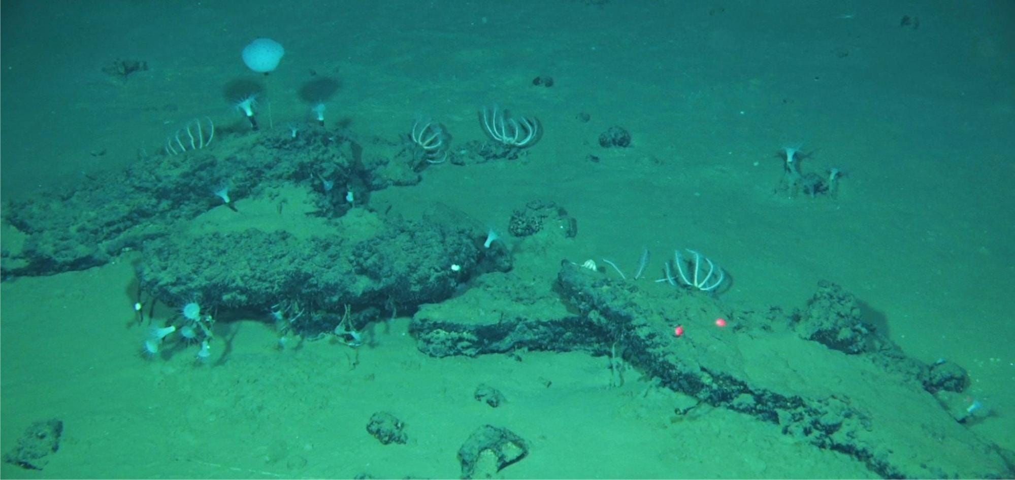 Scientists Discover Vast Ancient ‘Necropolis’ Teeming With Strange New Creatures