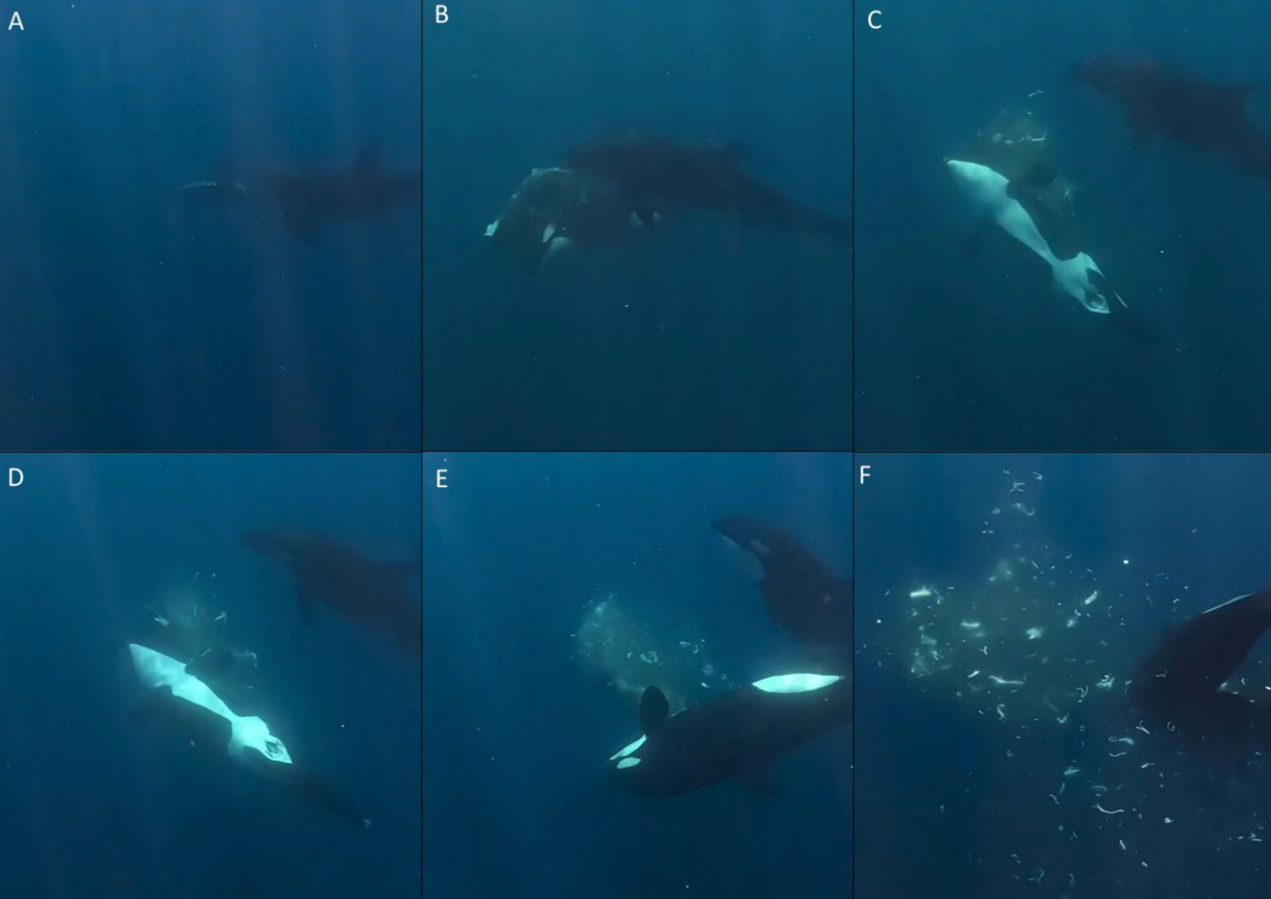 Orcas Explode Fish Into Confetti, Possibly for Fun, In ‘Astounding’ New Video