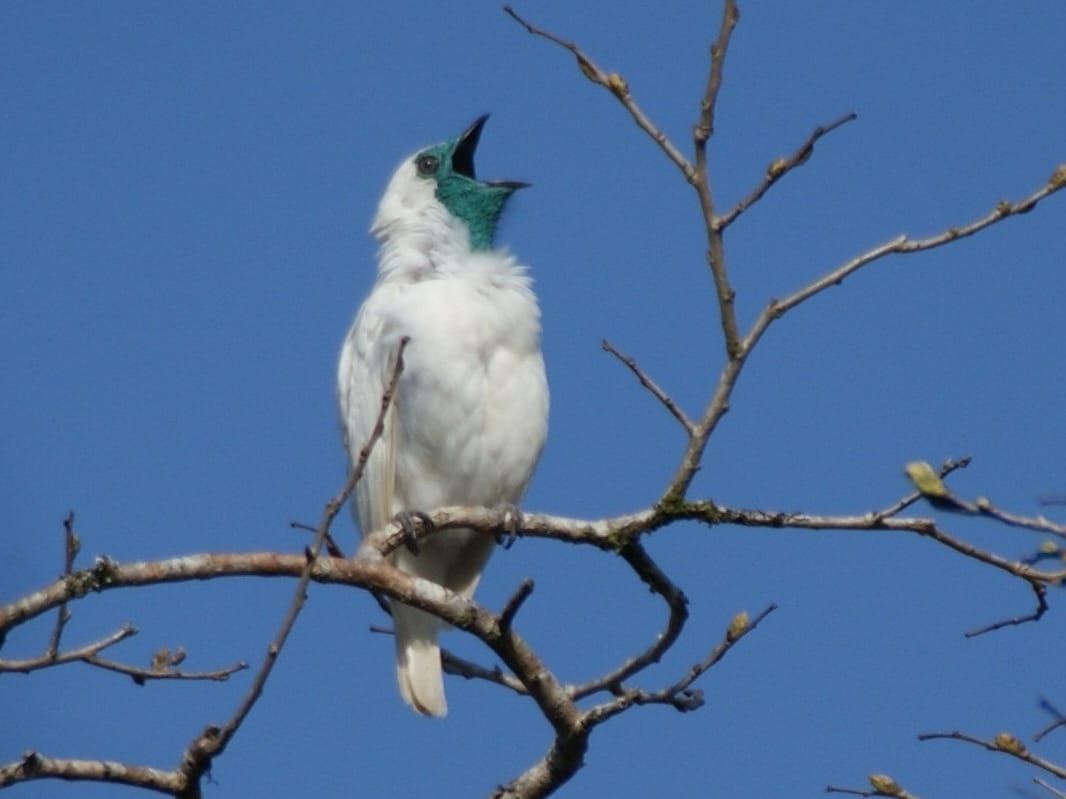 Two New Birds Louder Than Jackhammers Just Dropped