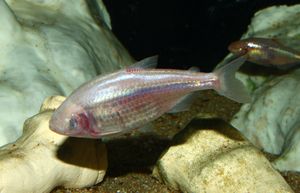 Meet the Fish That Doesn’t Want to Be Met