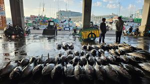 'They Sometimes Worry That I’m Dead Already:' Deep-Sea Fishers Fight for Wi-Fi