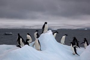 Penguin Poop Helps Antarctica Stay Cool