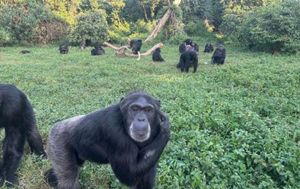 Chimps Are Capable of Human-Like Rational Thought, Breakthrough Study Finds