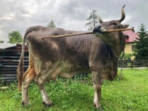 Scientists Discovered a Cow That Uses Tools Like a Chimpanzee