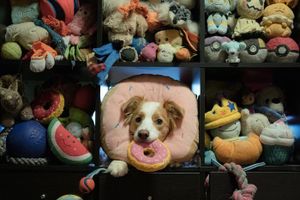 ‘Gifted’ Dogs Learn Human Language, Study Finds