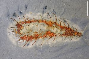 Dozens of Bizarre Ancient Lifeforms Discovered in ‘Extraordinary’ Fossil Find