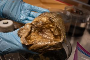 A Mysterious Golden Orb Was Discovered Under the Sea. We Finally Know What It Is.