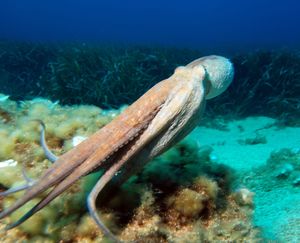 The Oldest Octopus Fossil Ever Isn’t An Octopus At All, Scientists Discover