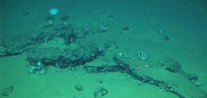 Scientists Discover Vast Ancient ‘Necropolis’ Teeming With Strange New Creatures