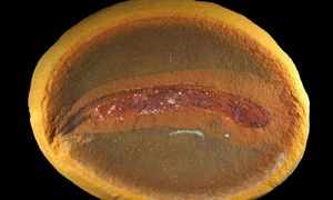 A New Fossil Discovery Just Rewrote 150 Years of Evolutionary Theory