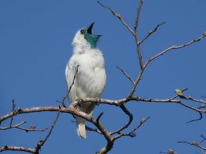 Two New Birds Louder Than Jackhammers Just Dropped