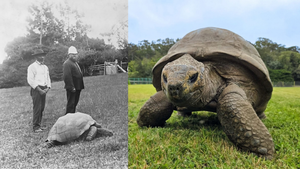 ‘Jonathan’ Is the Oldest Land Animal on Earth. He Could Hold the Secrets to Defying Death
