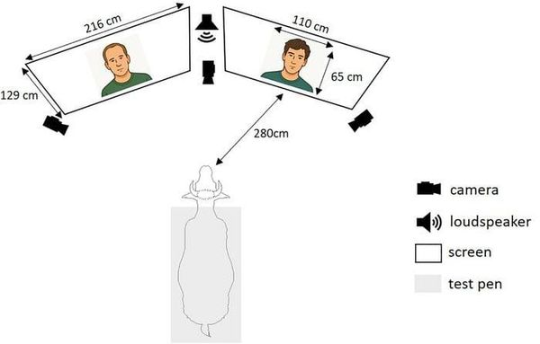Cows visually discriminate and cross-modally recognise familiar and unfamiliar human faces in videos