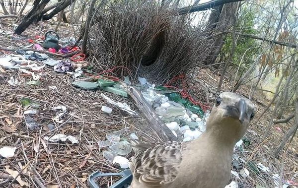 A typical bower built by male great bowerbirds in urban environments