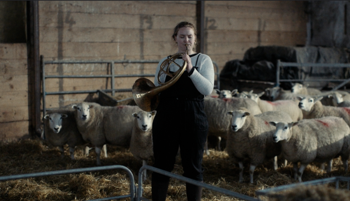 Notes from Sheepland