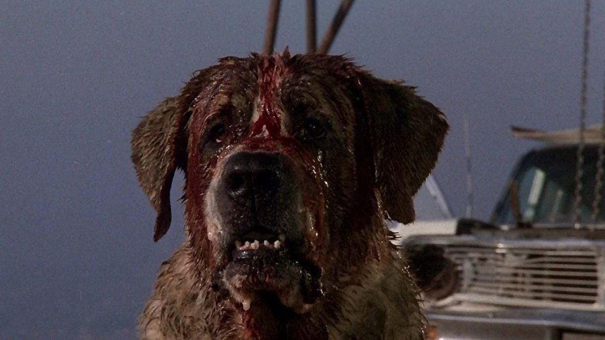 Stephen King's 'Cujo': Never-before-seen Photos From the Set! (Exclusive) - Bloody Disgusting