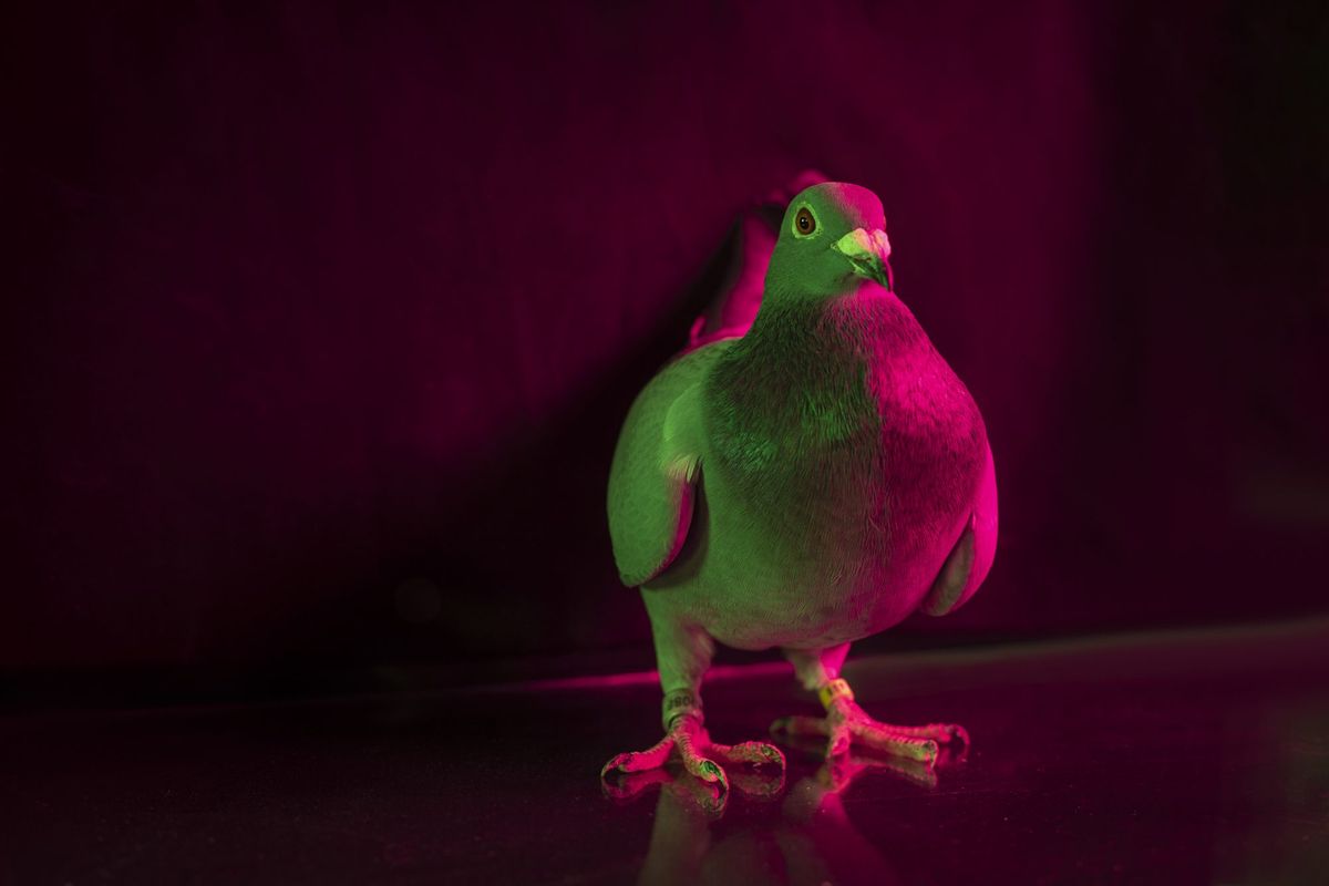 Podcast: Gavin Fitzgerald, Director of 'Million Dollar Pigeons'