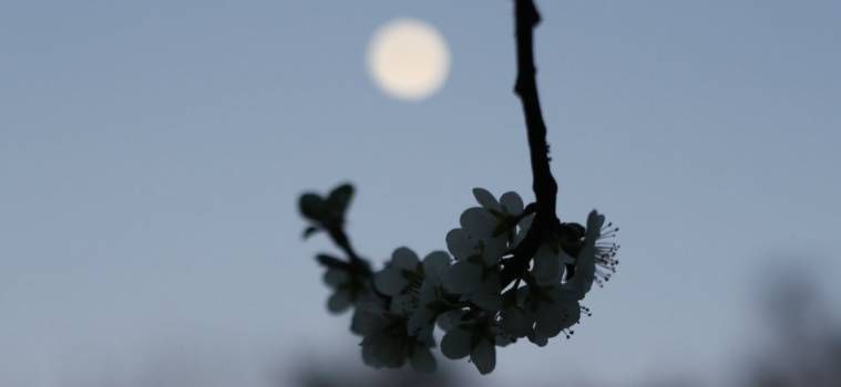 June Butler plays among the stars with Tadhg O’Sullivan’s epic elegy To The Moon.
